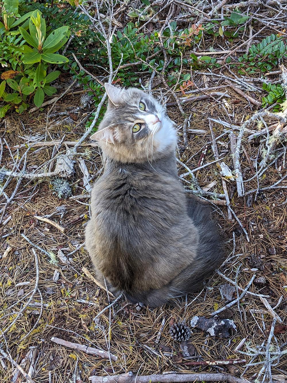 Maintaining and Cleaning ​Your Cat Cage for Maximum Hygiene