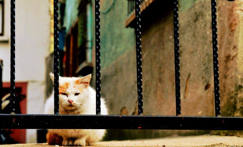 Essential Features to Look for​ in a Cat Cage