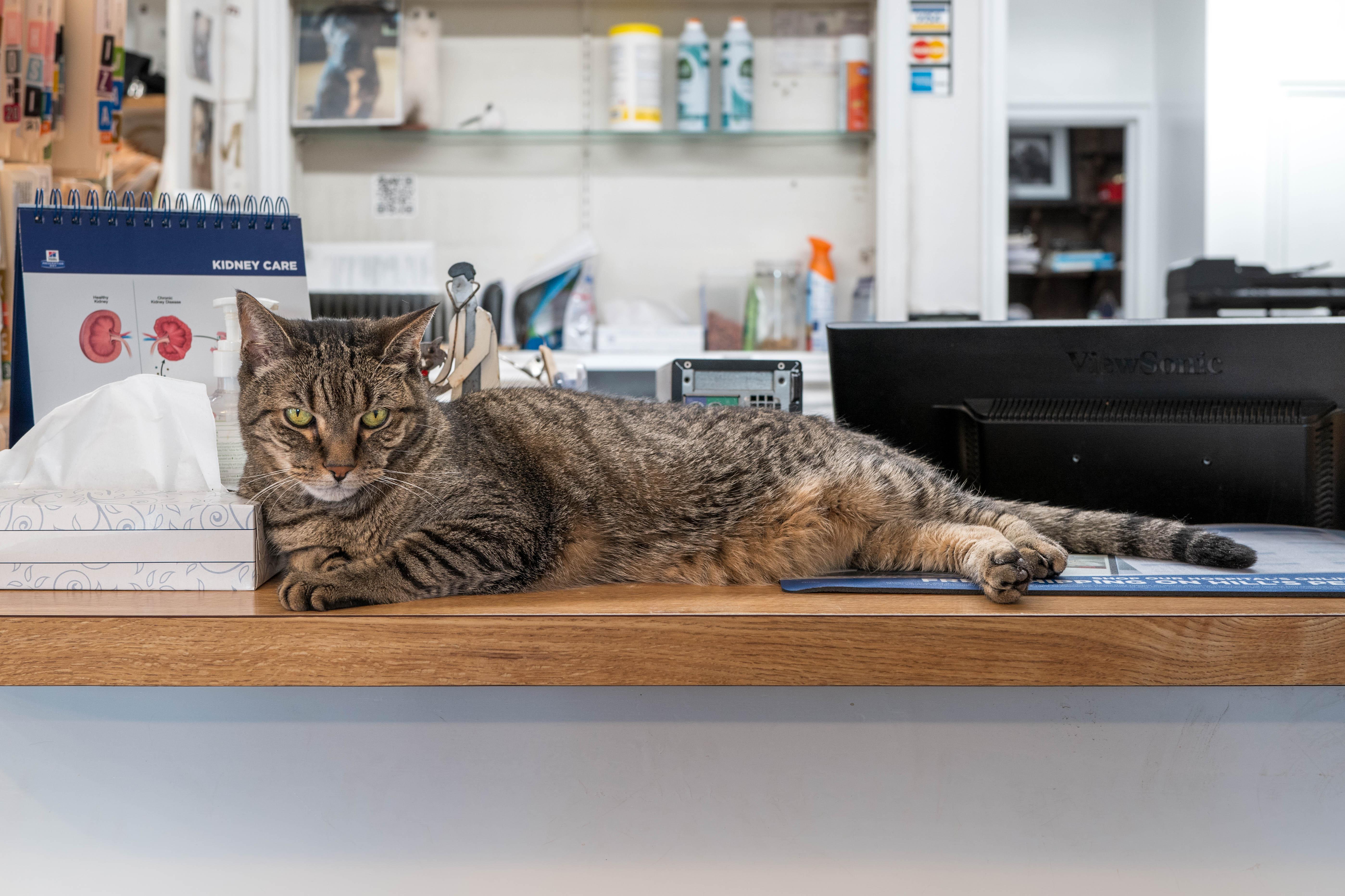 Ensuring Comfort: ⁢Creating a Cozy Environment for Your Feline