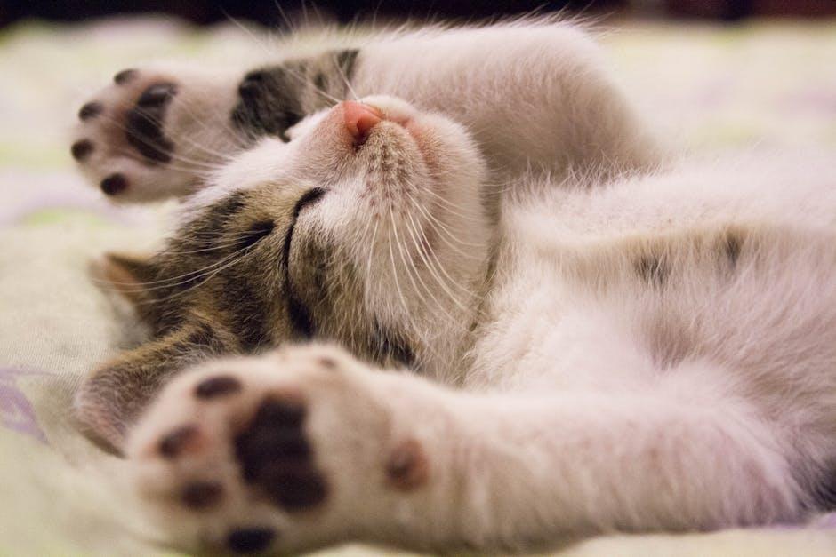 Understanding Your Cats Needs for ‍Comfort and Security