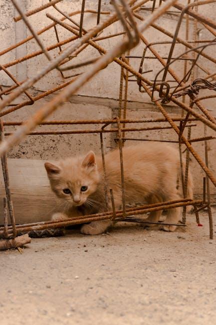 Choosing‌ the ‌Perfect Cat Cage for Your Feline Friend