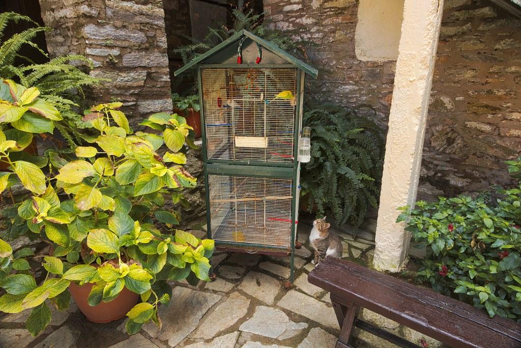 Choosing the Perfect Cat Cage for Your ⁤Feline​ Friend