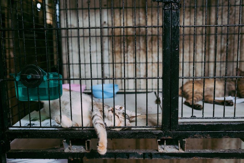 Tips for ⁣Maintaining Your Cat Cage to Ensure Longevity and Safety